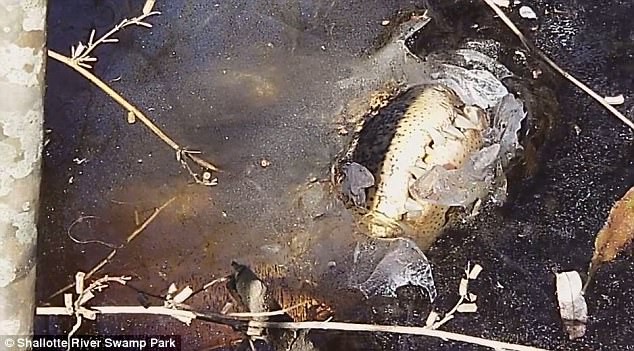 Mỹ: Đầm lầy kết băng, cá sấu tự hóa đá, trồi mõm qua khe nứt hẹp